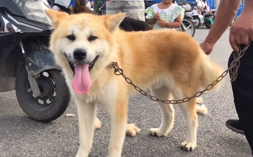 秋田犬售价如何确定?