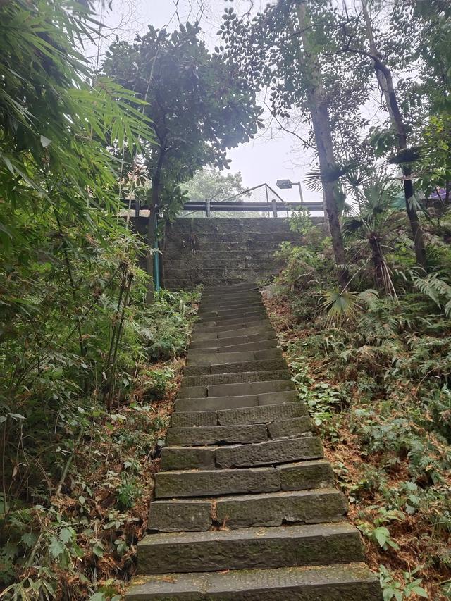歌乐山森林公园，重庆旅游必去景点（歌乐山国家森林公园）