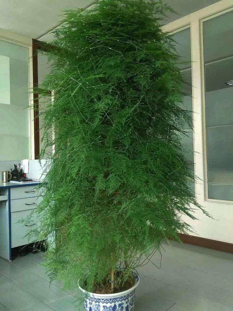 竹子的种类有多少种(6种名字有"竹"的植物,形态飘逸,养护有技巧,养好