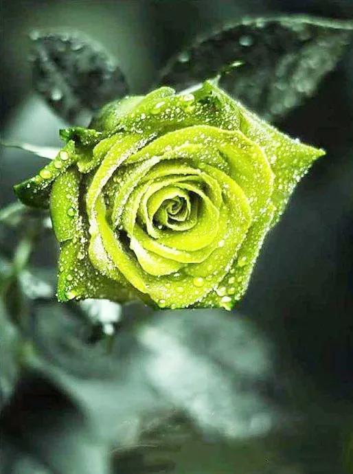 粉玫瑰花语是什么，粉玫瑰的花语（各种颜色的玫瑰花代表不同含义）