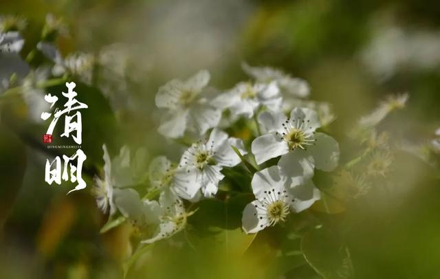 描写清明节的古诗，关于清明节的古诗有哪些（十二首清明的诗词）