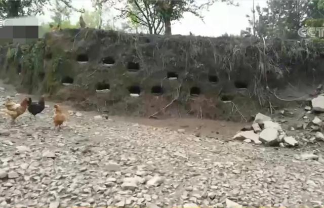 梦见好多鸡蛋捡鸡蛋是什么意思，梦见捡好多鸡蛋什么意思（湖南男子承包1200亩荒山）