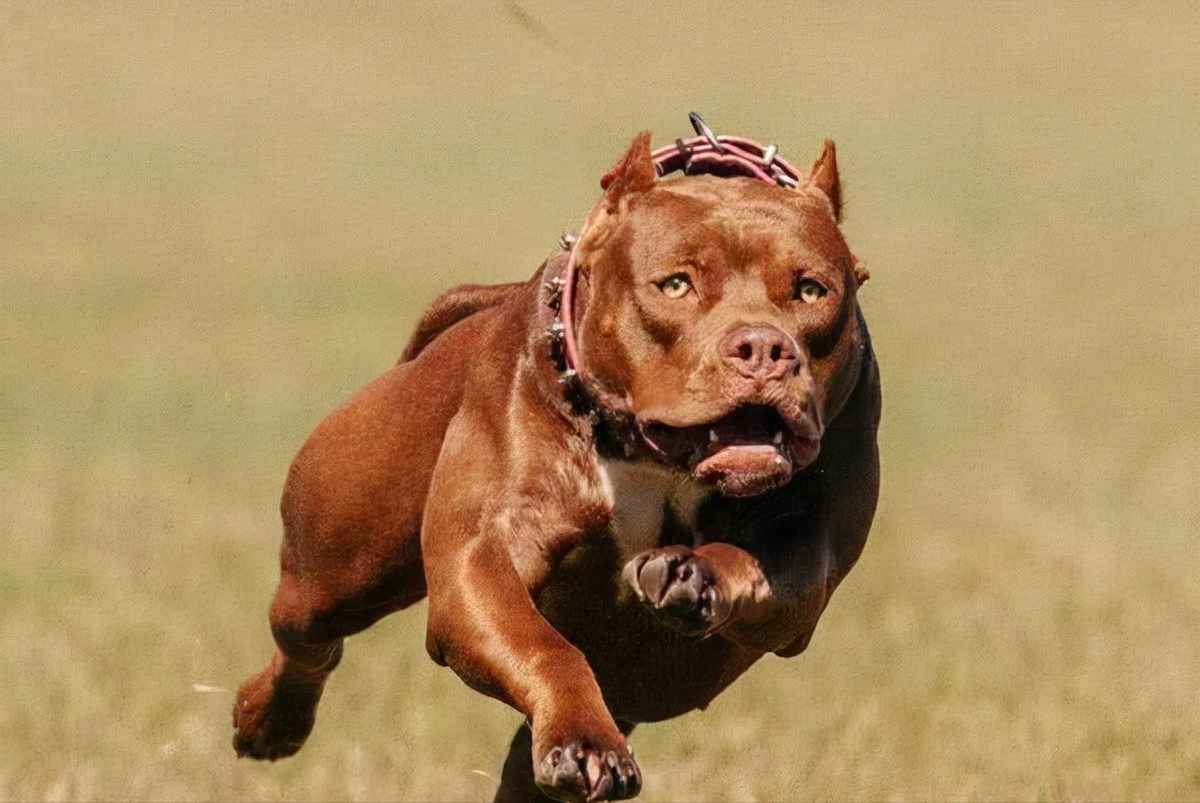 东北虎狗犬成年犬图片图片