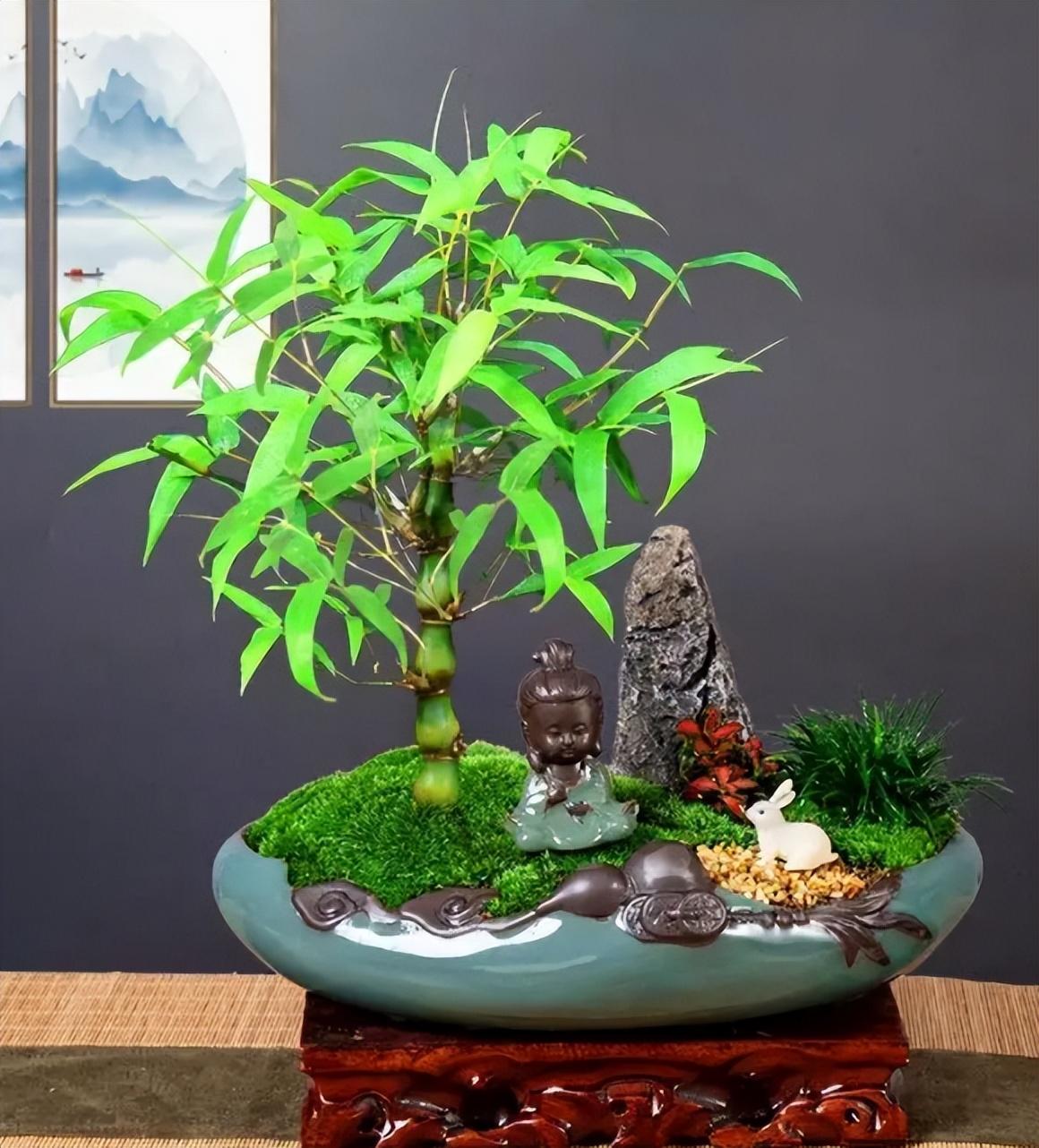 室内养竹子的注意事项有哪些?