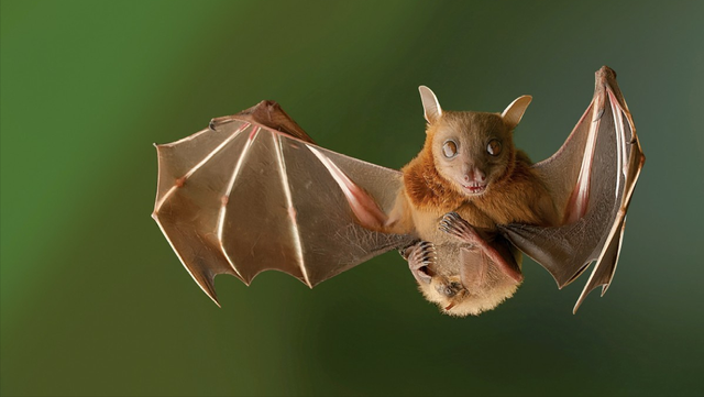 毒性最强的生物，世界抗毒性最强的动物前十（亚马逊八大可怕生物）