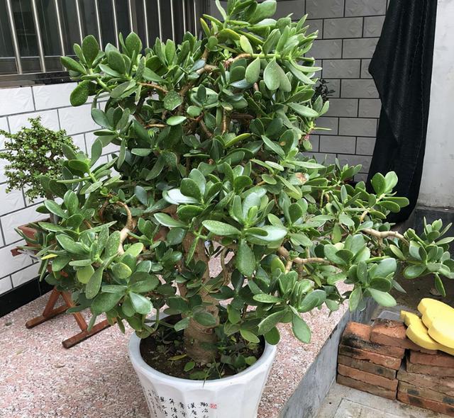 厚脸皮的养殖方法，落叶生根养殖技巧（原来这么养上两三年就能成老桩盆景）
