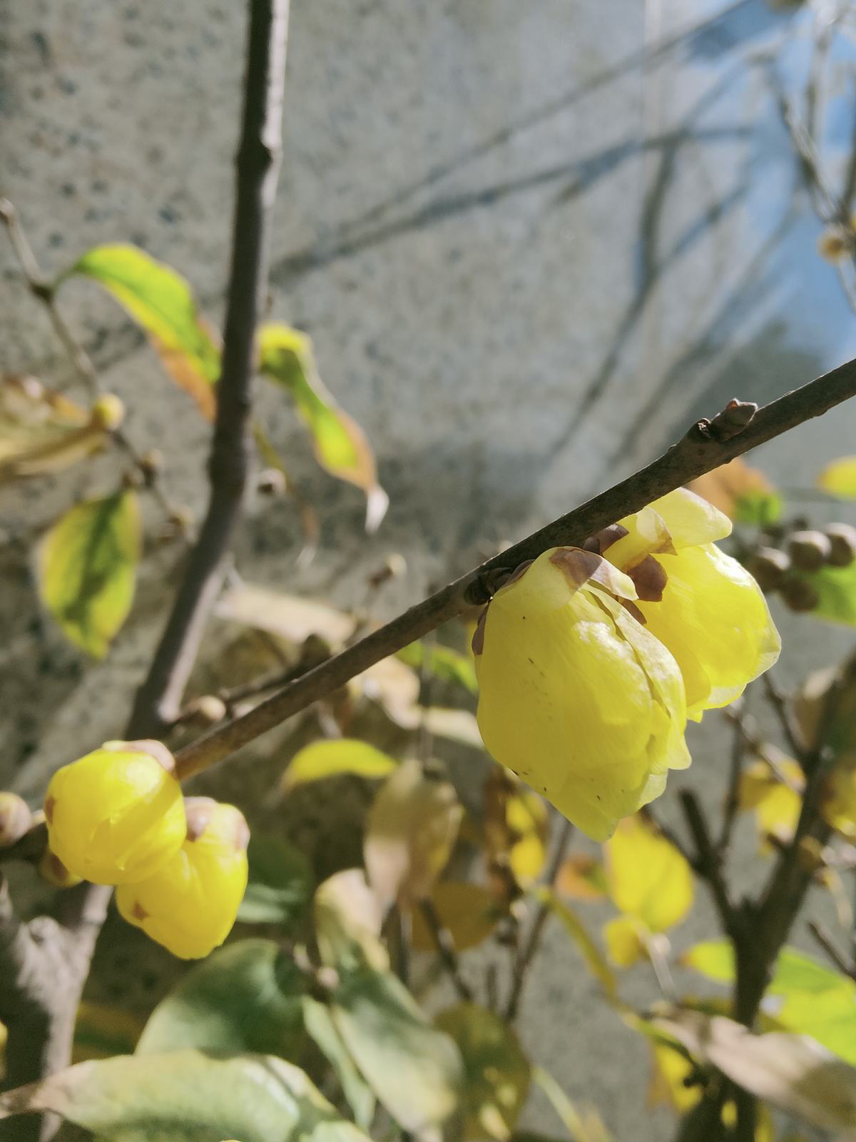 腊梅与梅花有什么区别（一文带你看懂腊梅和梅花的区别）