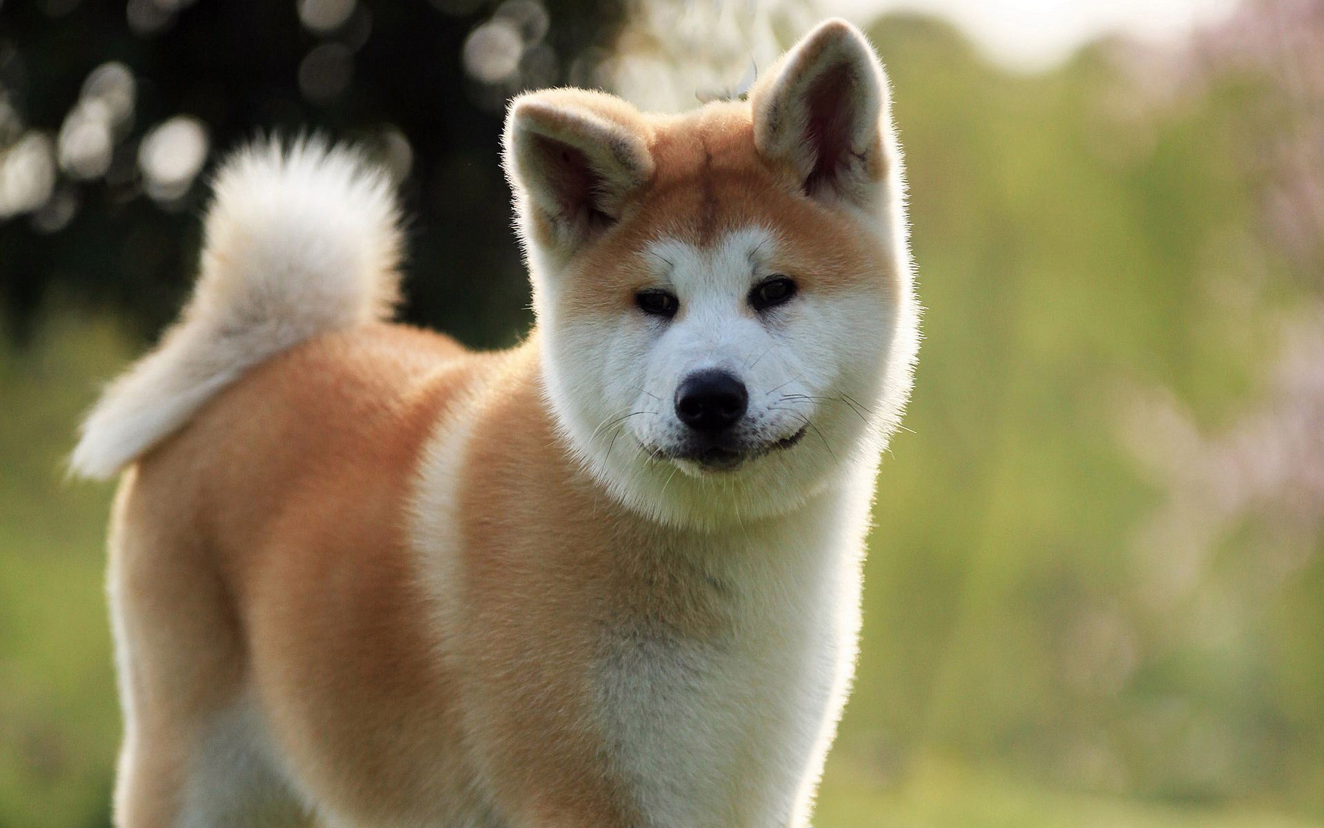 秋田犬和柴犬的區別在哪裡