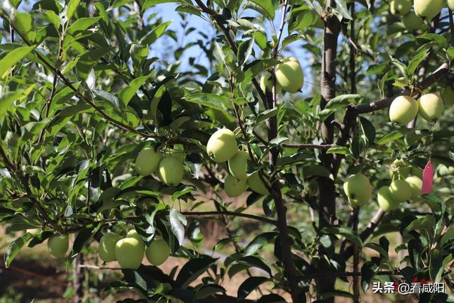 西北大学现代学院，西北大学现代学院是985大学还是211大学（用青春力量助力乡村振兴）
