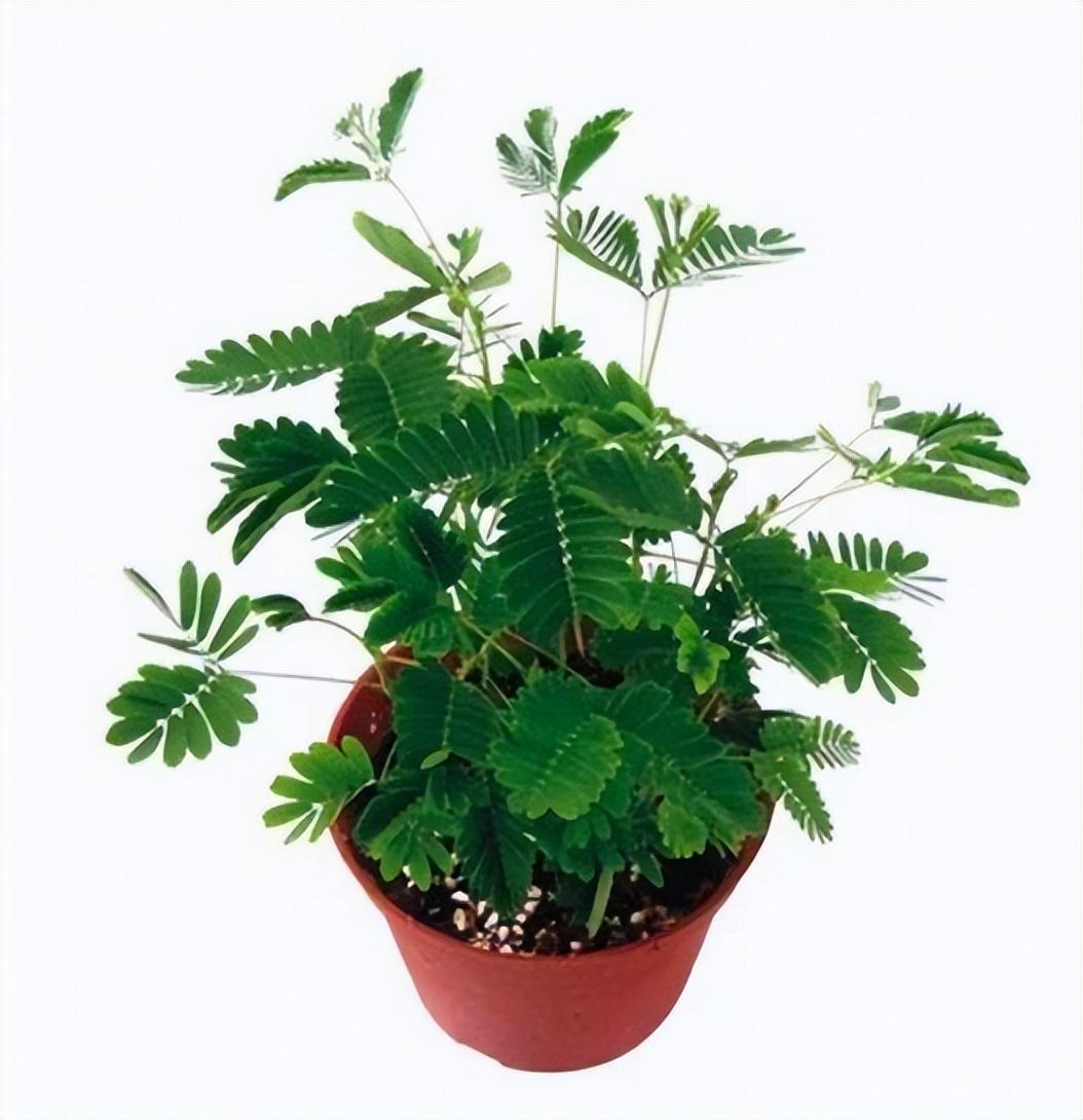 含羞草的资料介绍(含羞草的特点,生长习xìng,养殖方法)