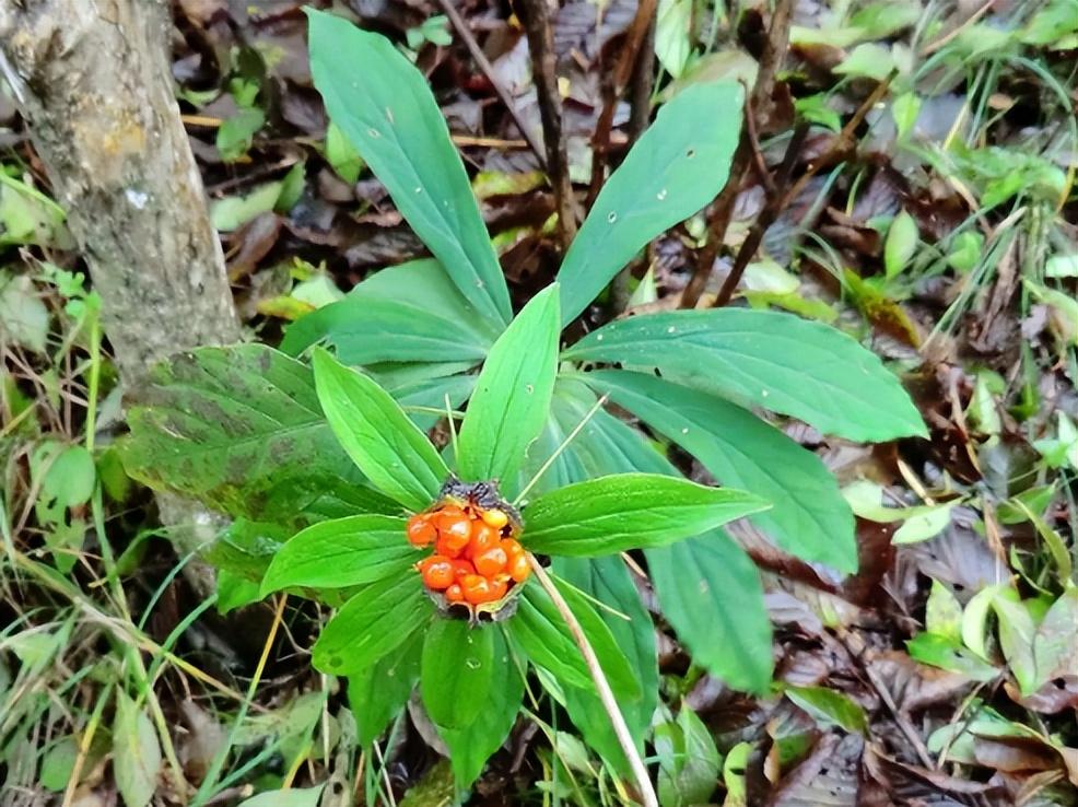 蛇的第一大克星植物是什么("有了半边莲,敢于同蛇眠",5种对付蛇伤的