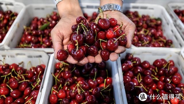车厘子几月份成熟，四川樱桃成熟时间（车厘子选购攻略与4家平台横评）