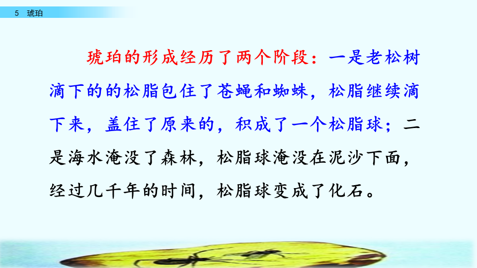 琥珀是怎么形成的四年级下册(四年级语文下册人教版《琥珀》课文讲解、课后习题参考答案)
