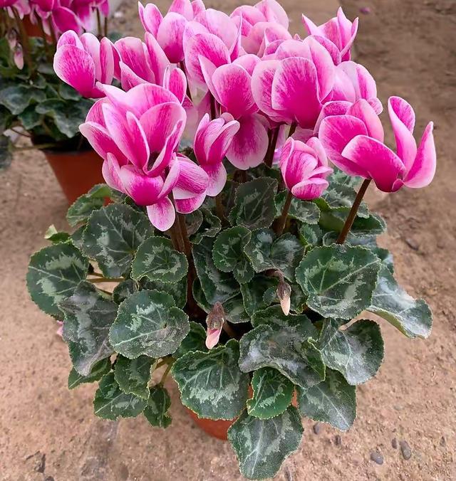 适合室内养的花，室内什么花最好养（“8大”盆栽美观好养）