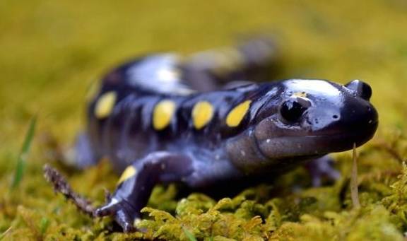 蝾螈分布地区 海关截获232只活体蝾螈!该如何销毁"不sǐ之身"