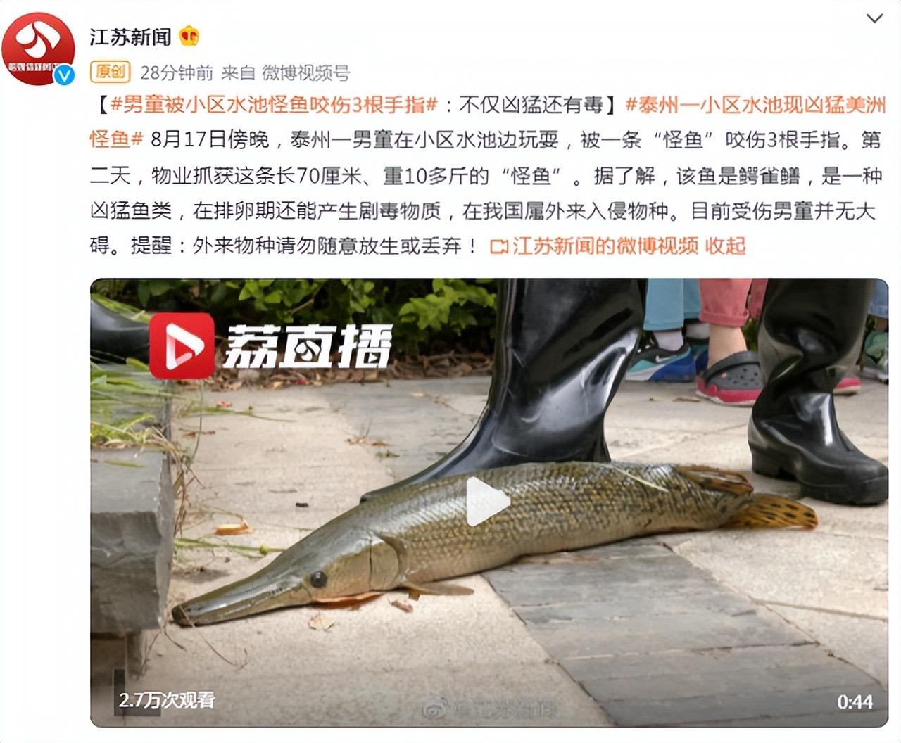中国十大毒鱼排名(抽干30万立方的湖水也要找到它,怪鱼鳄雀鳝到底