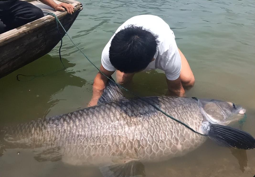 青鱼和草鱼:究竟有何不同?(为何青鱼被誉为"四大家鱼"之首?