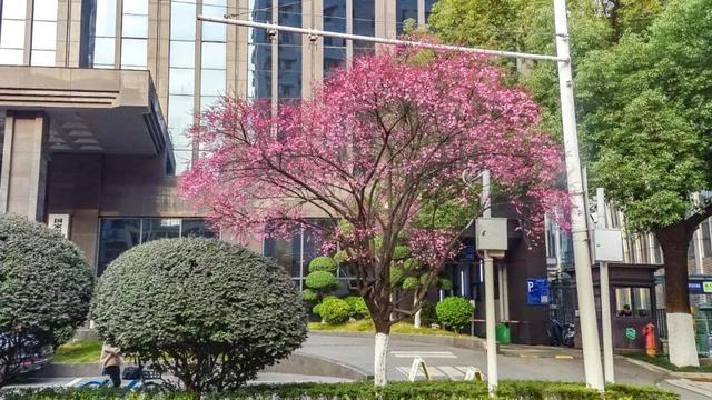 武汉市的市花是什么花，武汉市的市花是什么（武汉“市花”已上线）