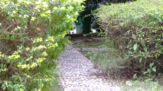 蛇的种类有哪些，蛇的种类有哪些图片（城市里最常见这两种毒蛇……）