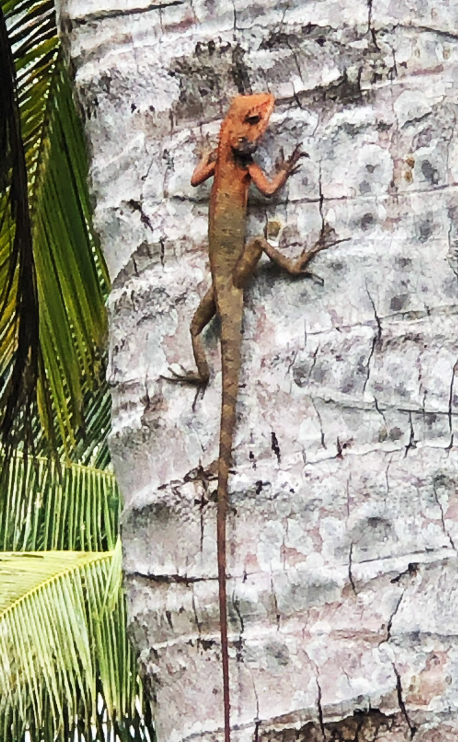 中国蜥蜴别名叫什么(到海南看"变色龙"正当时)