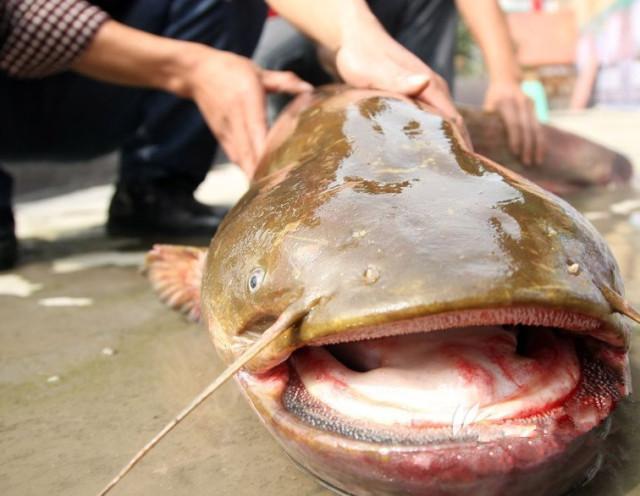 塘鲺鱼怎么养殖(被"误解"最多的鱼,5元一斤都少有人买,殊不知营养不比