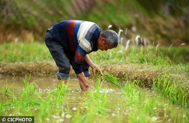 农忙是几月份，农忙的句子经典语录（又到小满农忙时）