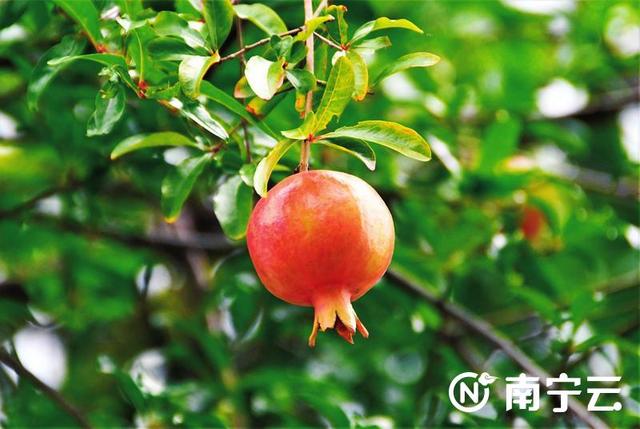 莲雾几月份成熟，莲雾是哪个季节的水果（芒果、扁桃、木菠萝、莲雾……南宁街头挂满盛夏果实）