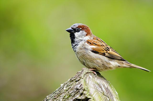 麻雀吃什么，夜雨丨李显福：麻雀（麻雀吃什么食物米饭可以吗）