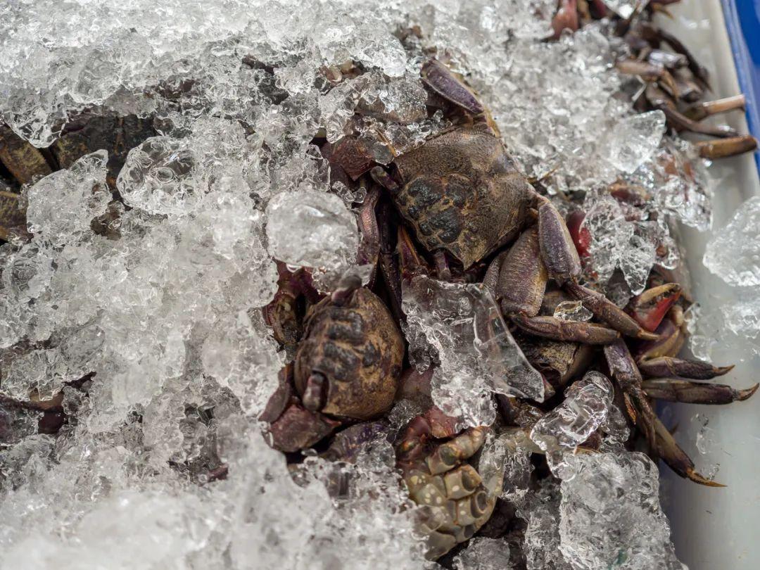 24小时之内死了的螃蟹能吃吗（一文读懂吃螃蟹的禁忌）