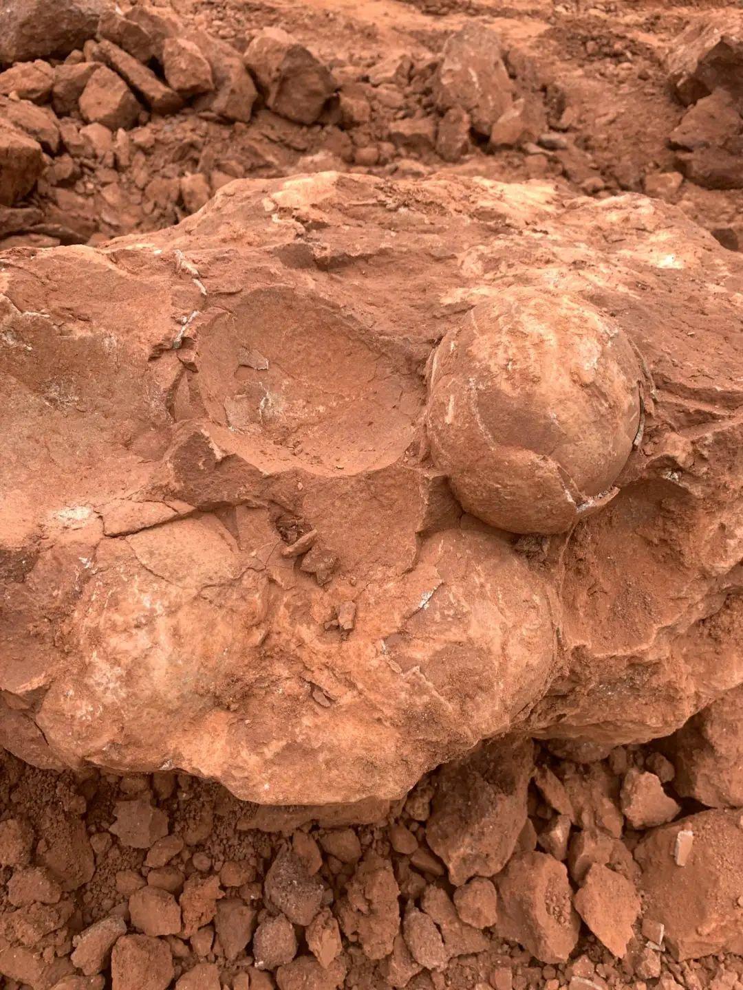 「江西武宁发现恐龙蛋化石」这颗化石蛋距今约七千万年