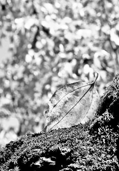 立冬是冬月吗，立冬是公历几月（秋深叶落已立冬）