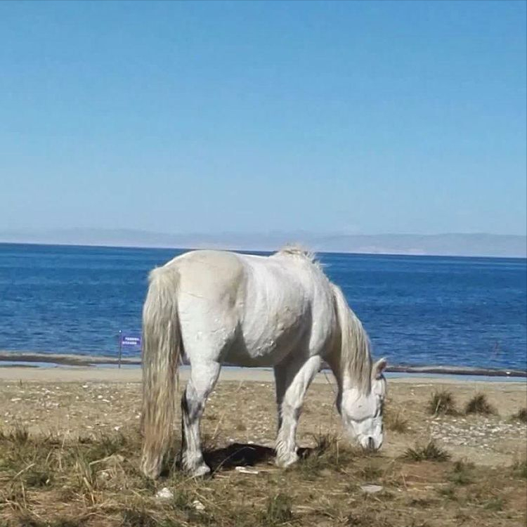 青海湖海拔高度3100米_青海湖海拔高度3100米以上